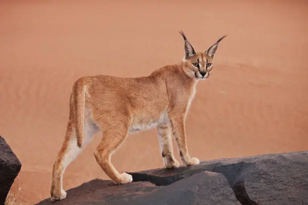 Desert lynx cat breed