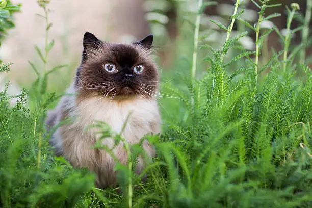 himalayan cat breed