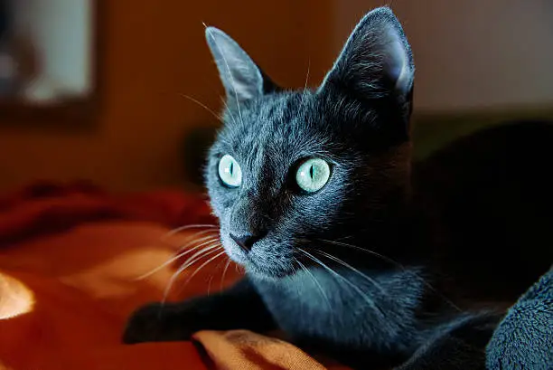 Russian blue cat breed