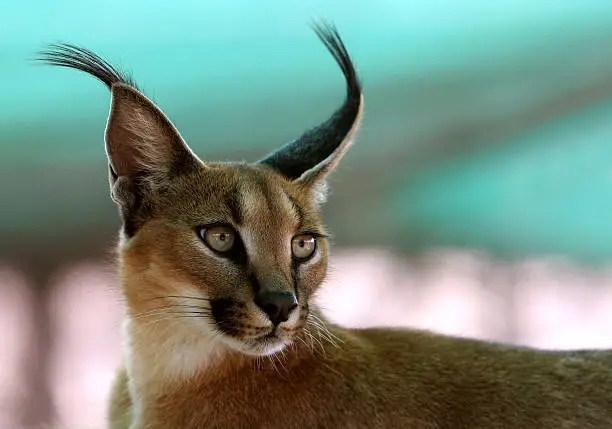 Desert lynx cat breed