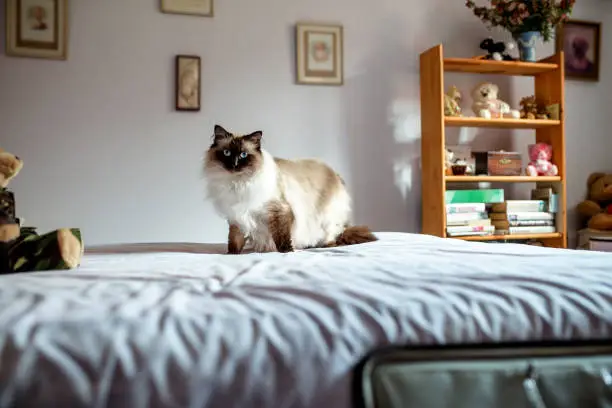 himalayan cat breed