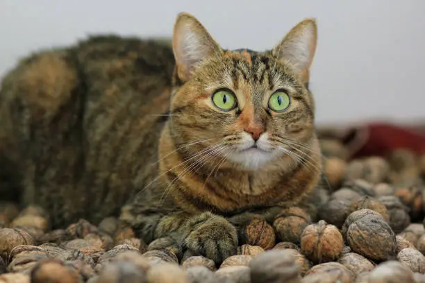 sokoke cat breed