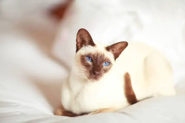 siamese cat on bed