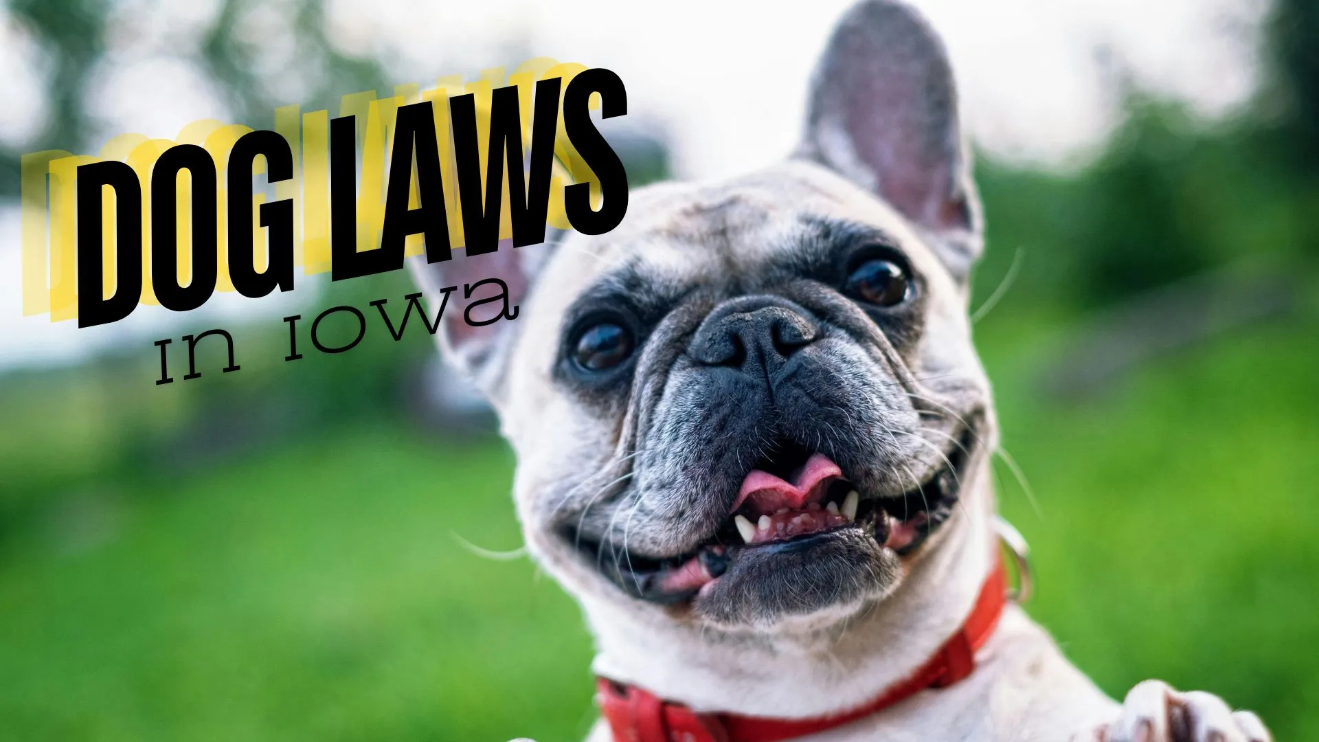 Dog Laws In Iowa