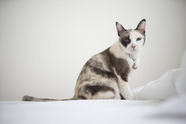 Introduction to the Oriental Bicolor Cat Breed