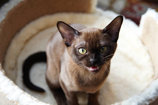 Burmese Cat Breed