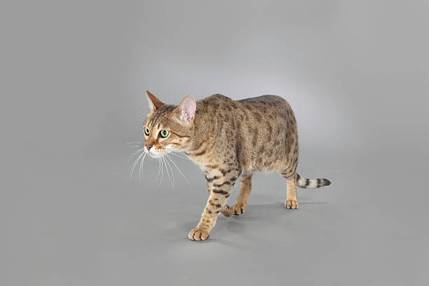 Savannah Cat Breed