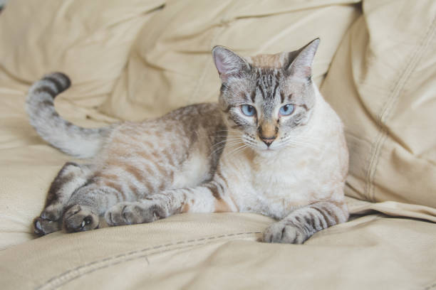 Ocicat Cat Breed