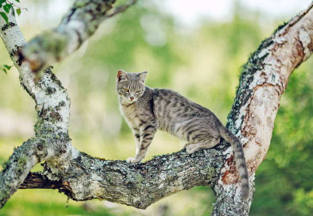 Serengeti Cat Breed