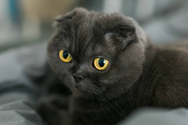 Foldex cat breed