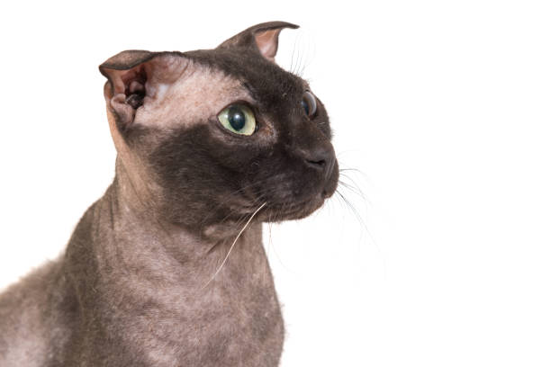 Ukrainianlevkoy Cat Breed