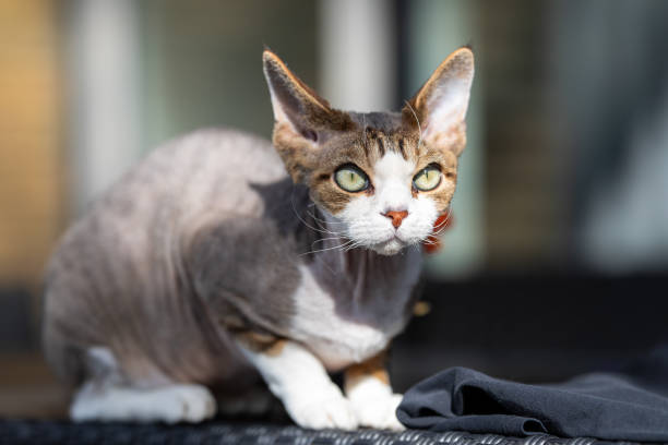 German Rex cat breed