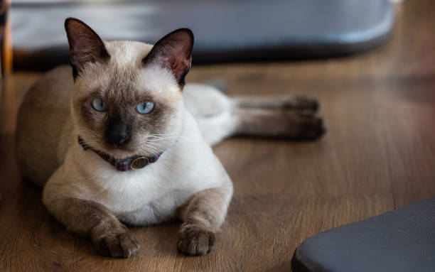 Thai Cat Breed