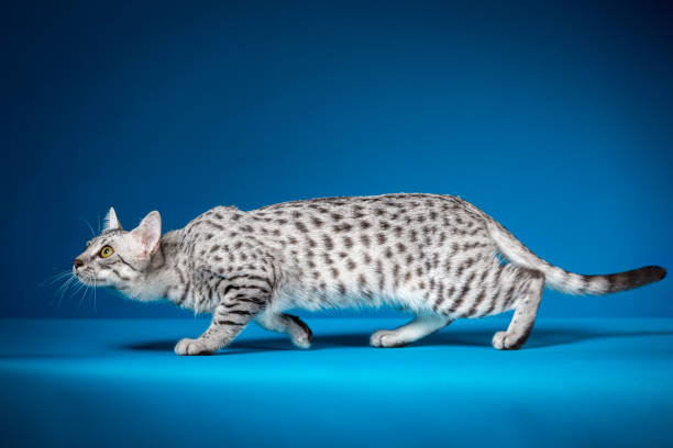 Temperament and Personality of the Egyptian Mau Cat Breed