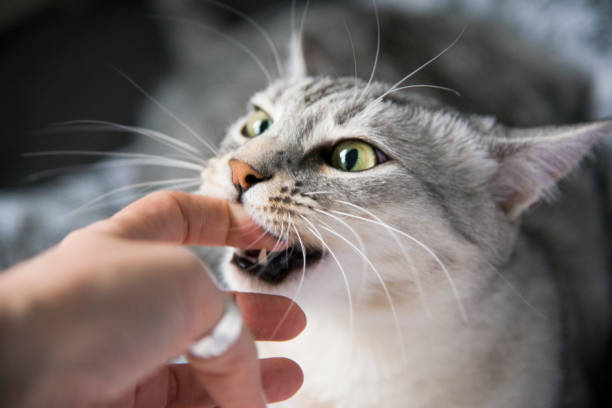 Egyptian mau Cat Breed