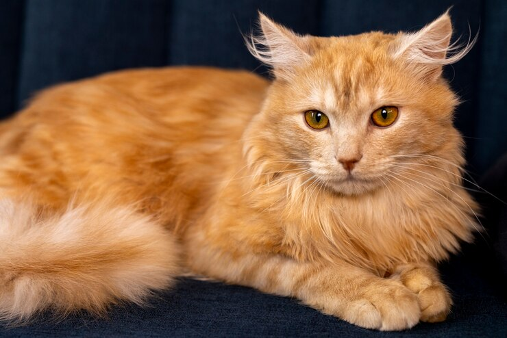 Kurilian bobtail Cat Breed