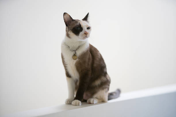 Orietal Bicolor Cat Breed