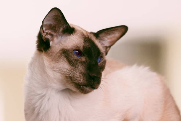 Care and Maintenance of the Oriental Bicolor Cat Breed