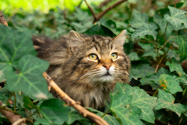 California Spangled Cat