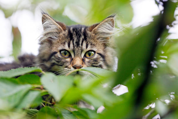 Health Considerations for the Jungle Curl Cat Breed