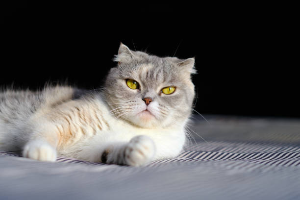 Foldex cat breed