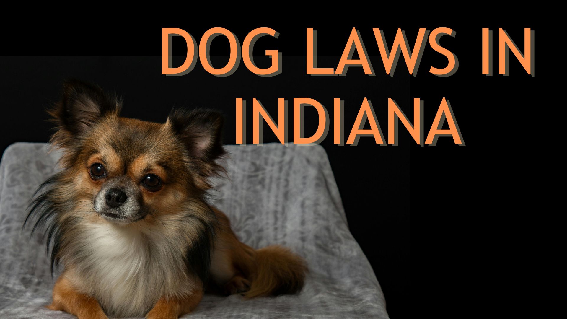 Dog Laws in Indiana