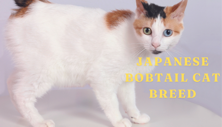 Japanese Bobtail Cat Breed