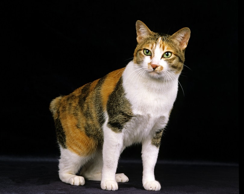 Japanese Bobtail Cat Breed