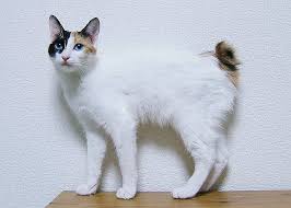 Japanese Bobtail Cat Breed