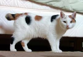 Japanese Bobtail Cat Breed