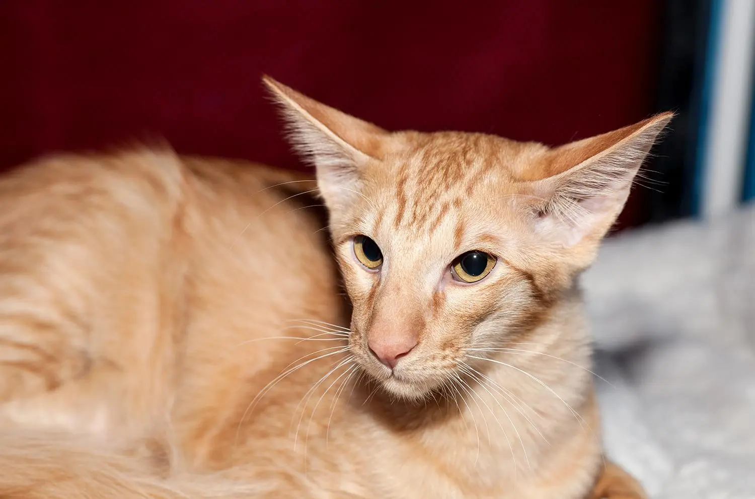 javanese cat breed