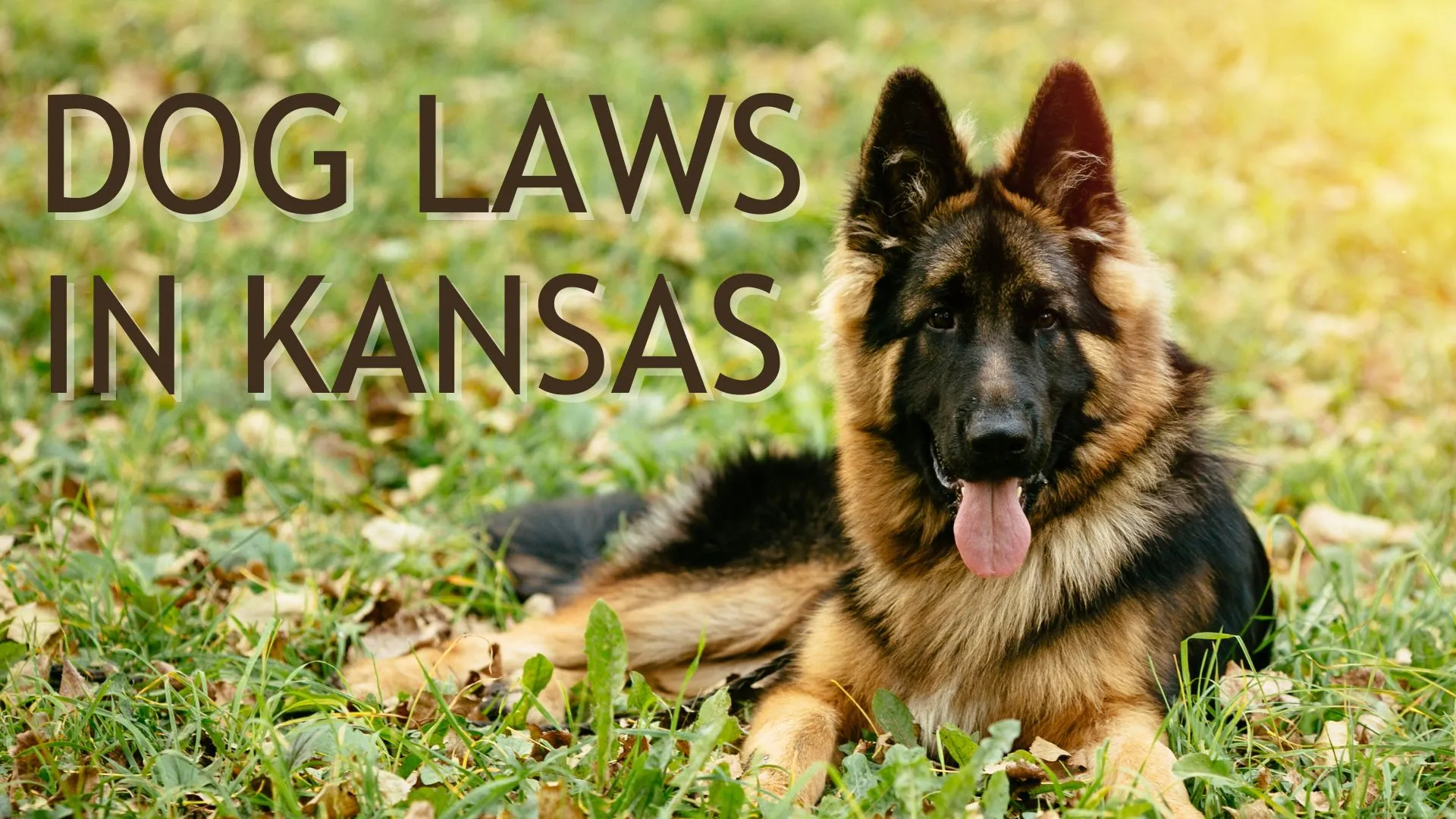 Dog Laws in Kansas