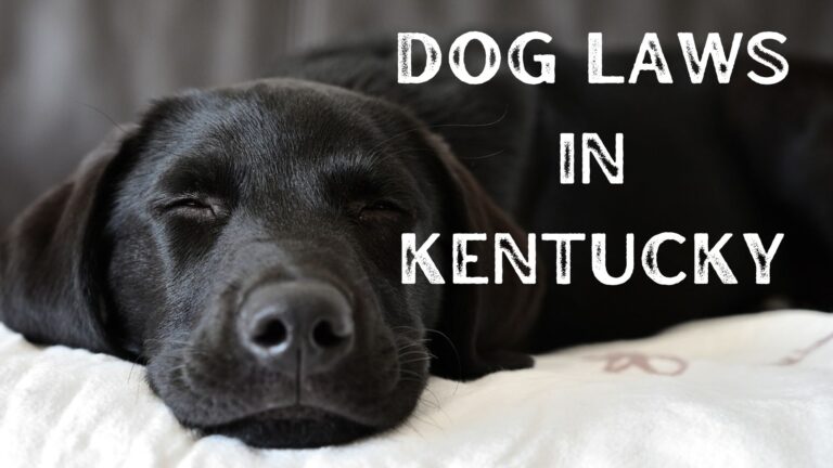 Dog Laws in Kentucky