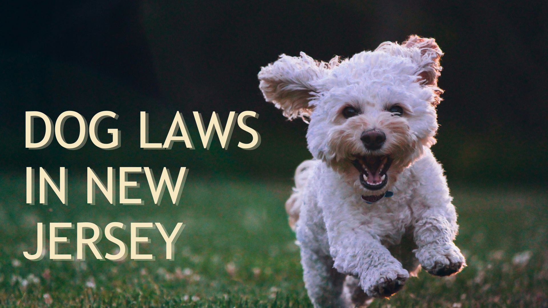 Dog Laws in New Jersey