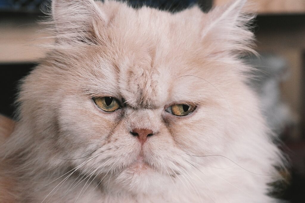 Persian Cat Breed