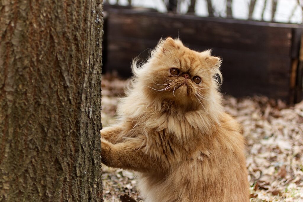 Persian Cat Breed