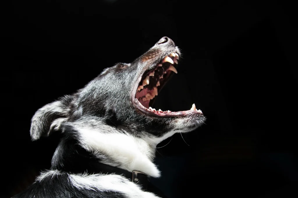 Dog bark and Noise laws