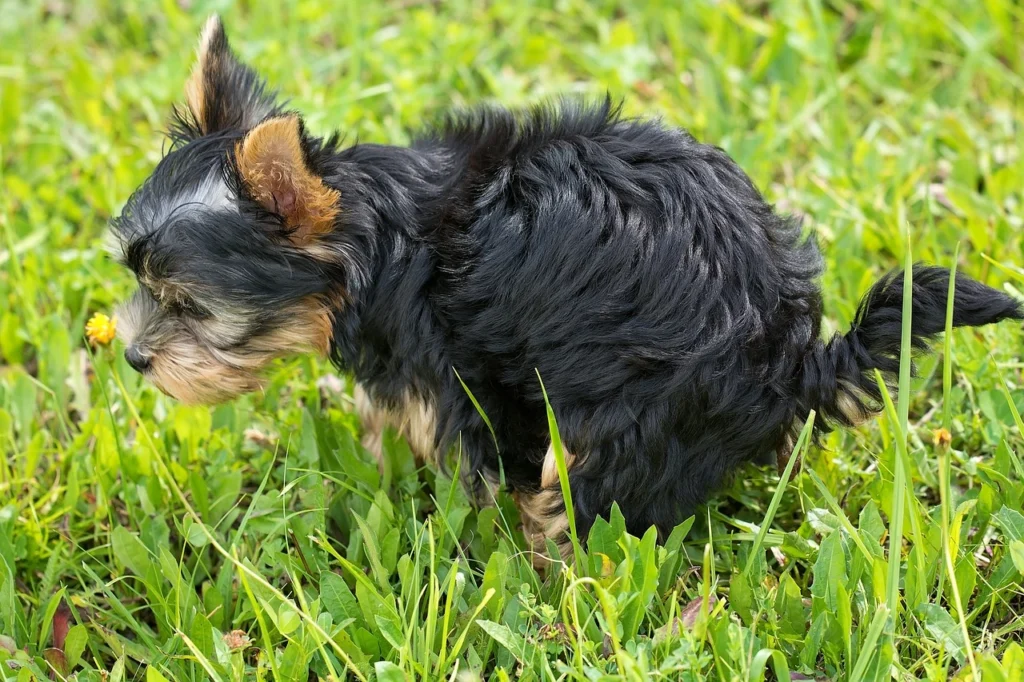 Dog Poop Disposal Laws in Wisconsin      