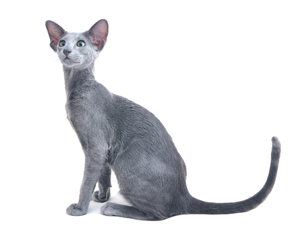 Oriental Cat Breed