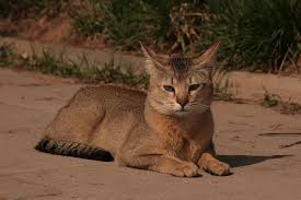 Chausie Cat