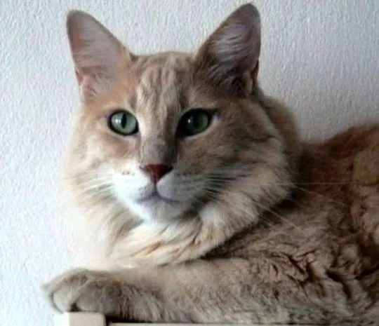 Aphrodite Giant Cat Breed