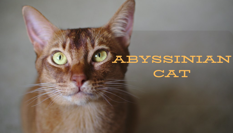 Abyssinian Cat