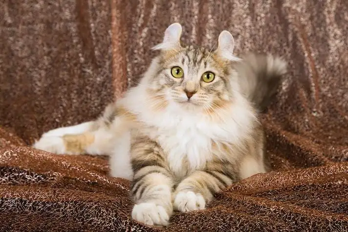 American Curl Cat Breed