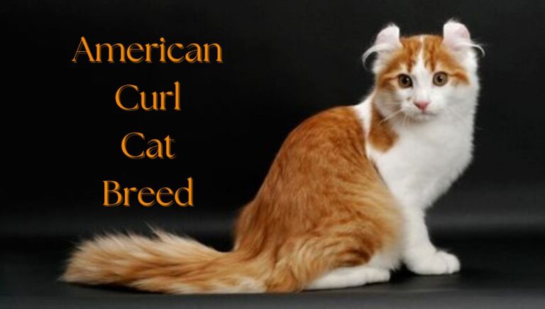 American Curl Cat Breed