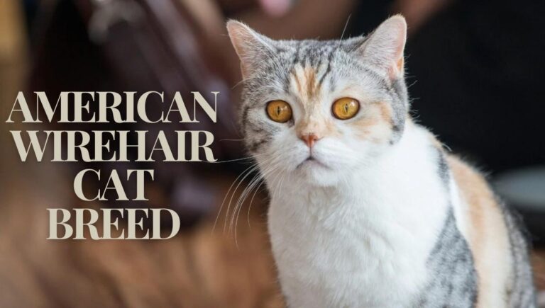 American Wirehair Cat Breed