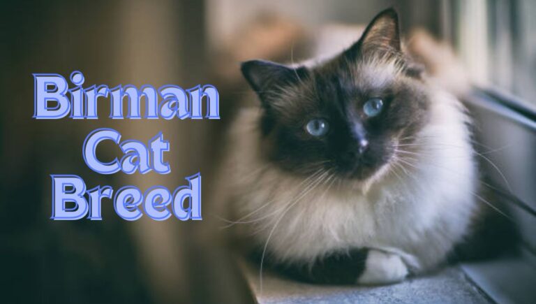 Birman Cat Breed