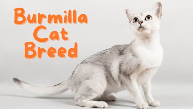 Burmilla Cat Breed