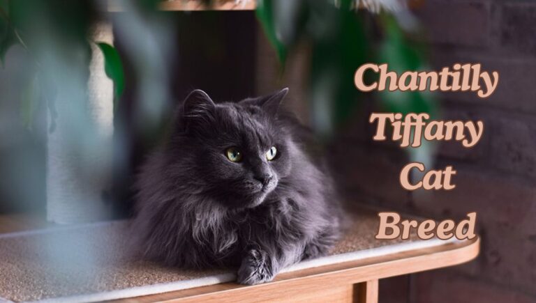 Chantilly Tiffany Cat Breed