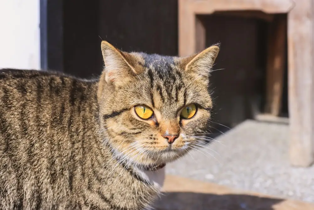 Chinese Li Cat Breed