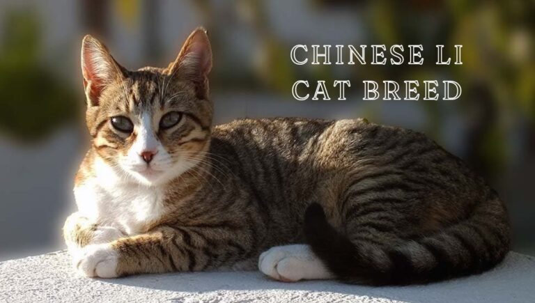 Chinese Li Cat Breed